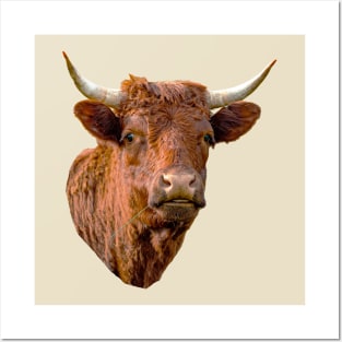 English Red Devon cow Posters and Art